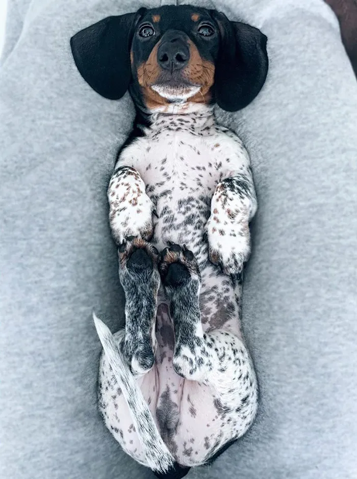 Meet Moo, An Adorable Dachshund That Looks Like He Has The Body Of A Cow (30 Photos)