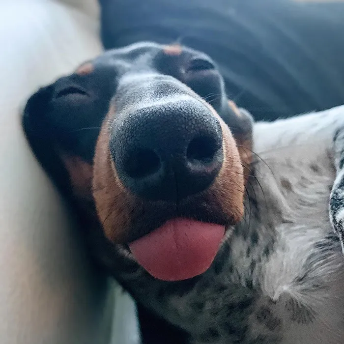 Meet Moo, An Adorable Dachshund That Looks Like He Has The Body Of A Cow (30 Photos)