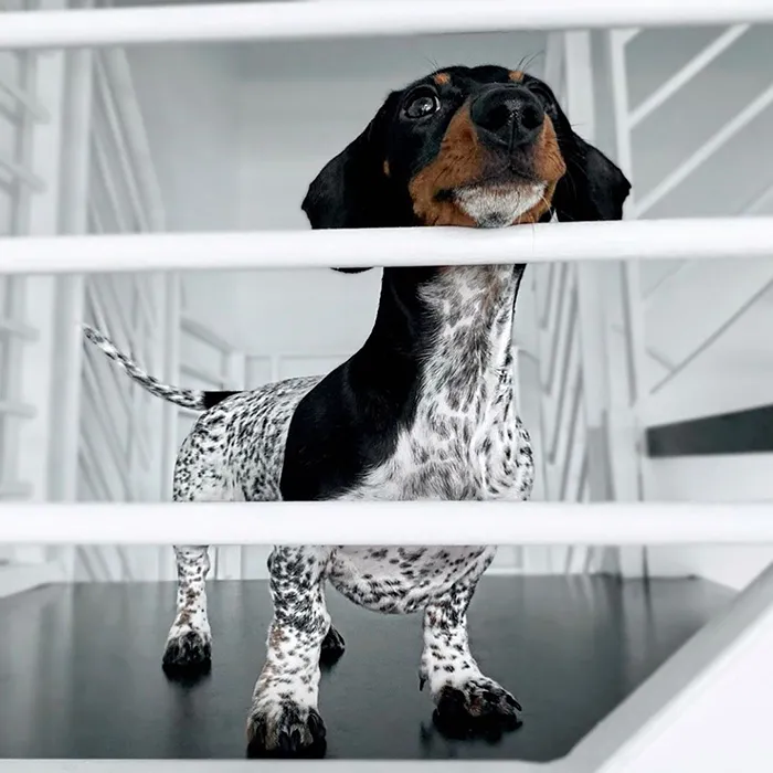 Meet Moo, An Adorable Dachshund That Looks Like He Has The Body Of A Cow (30 Photos)