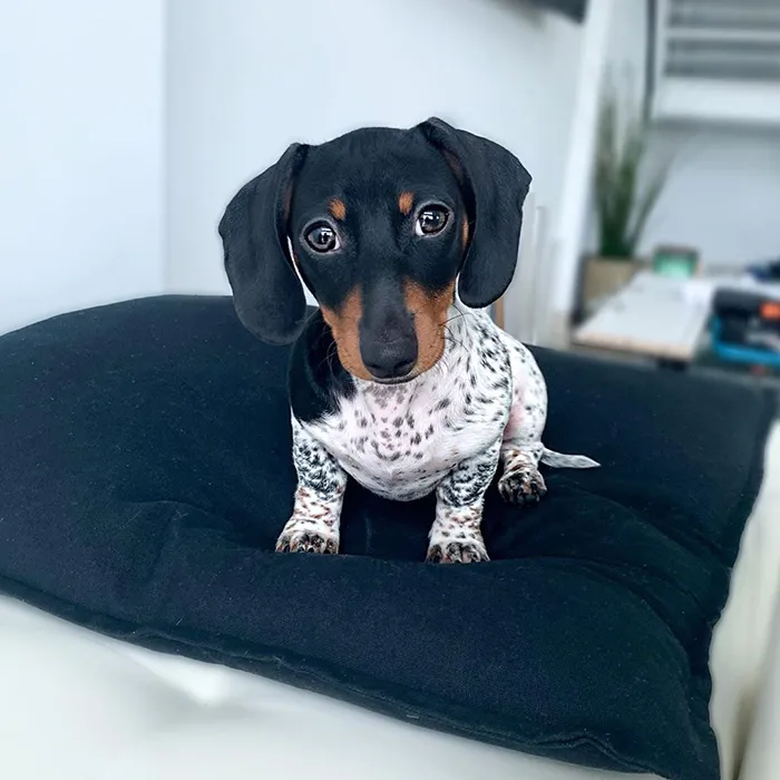 Meet Moo, An Adorable Dachshund That Looks Like He Has The Body Of A Cow (30 Photos)