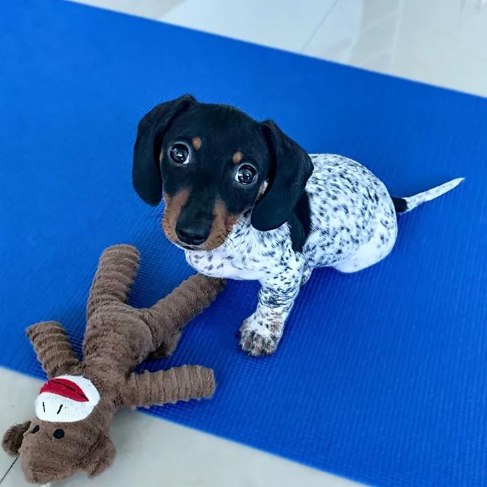 Meet Moo, An Adorable Dachshund That Looks Like He Has The Body Of A Cow (30 Photos)