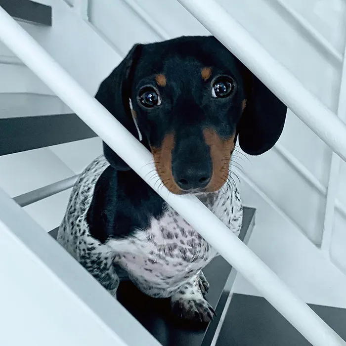 Meet Moo, An Adorable Dachshund That Looks Like He Has The Body Of A Cow (30 Photos)