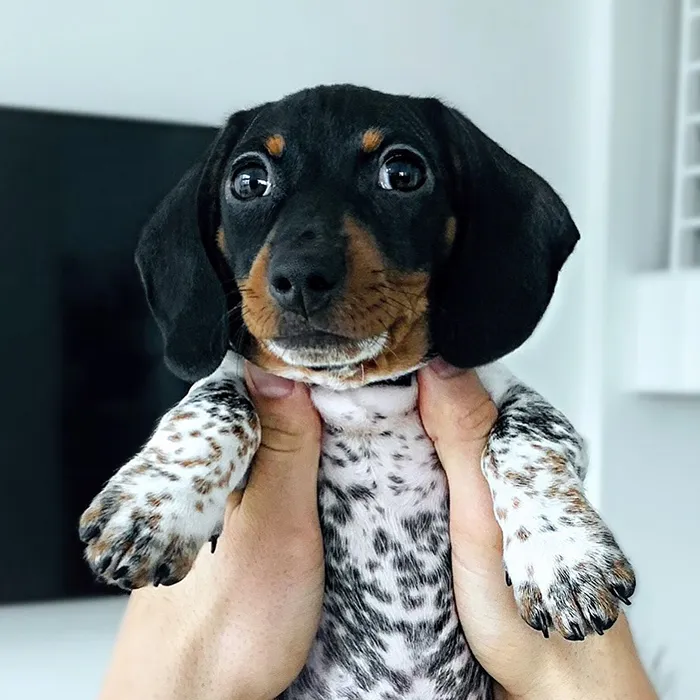 Meet Moo, An Adorable Dachshund That Looks Like He Has The Body Of A Cow (30 Photos)