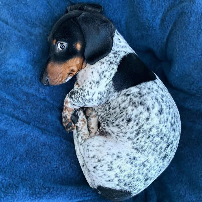 Meet Moo, An Adorable Dachshund That Looks Like He Has The Body Of A Cow (30 Photos)