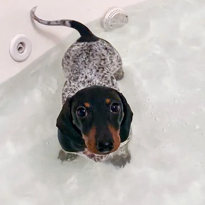 Meet Moo, An Adorable Dachshund That Looks Like He Has The Body Of A Cow (30 Photos)