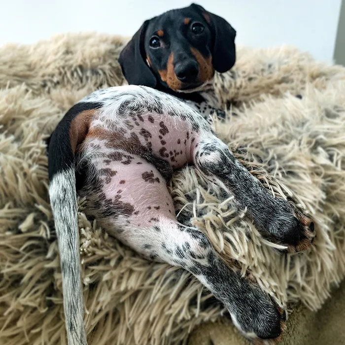 Meet Moo, An Adorable Dachshund That Looks Like He Has The Body Of A Cow (30 Photos)