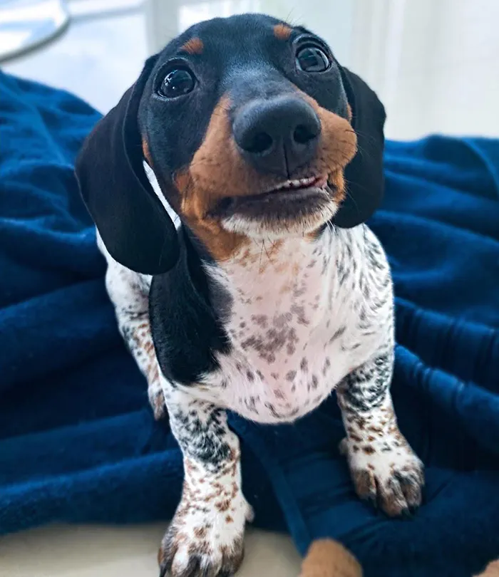 Meet Moo, An Adorable Dachshund That Looks Like He Has The Body Of A Cow (30 Photos)