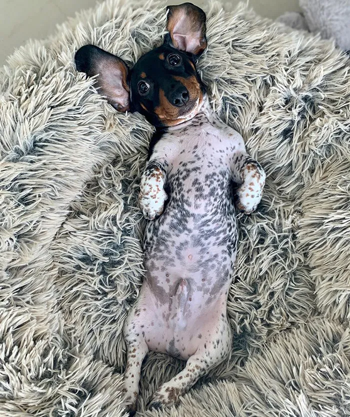 Meet Moo, An Adorable Dachshund That Looks Like He Has The Body Of A Cow (30 Photos)