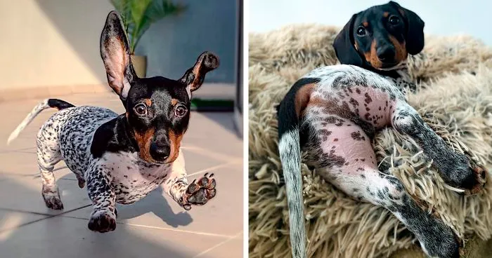 Meet Moo, An Adorable Dachshund That Looks Like He Has The Body Of A Cow (30 Photos)