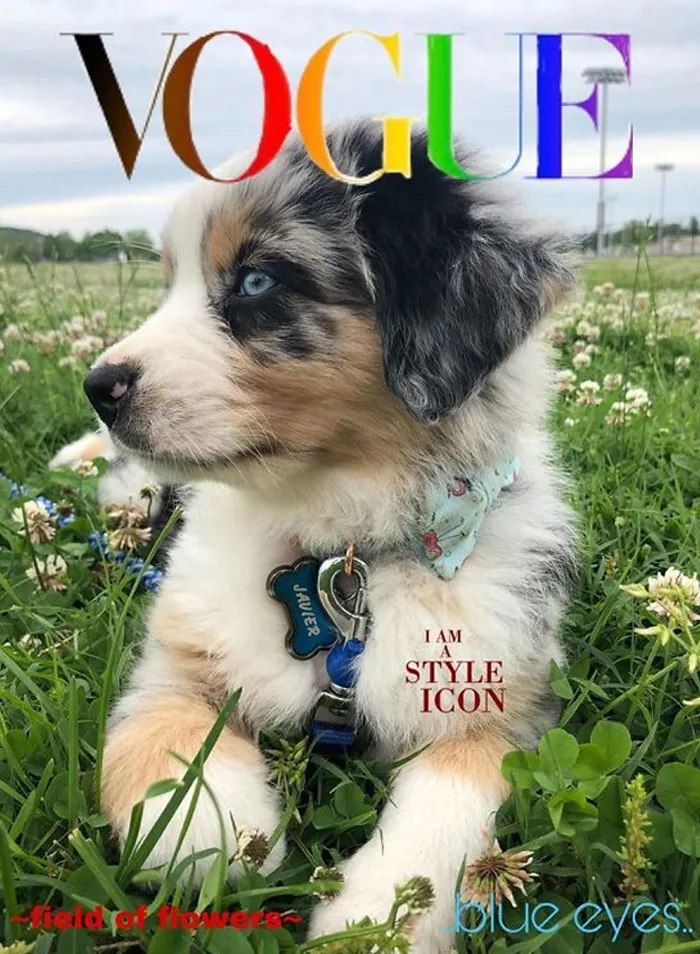 People Are Creating 'Dogue' Covers By Editing Their Dogs Into Them (30 Pics)