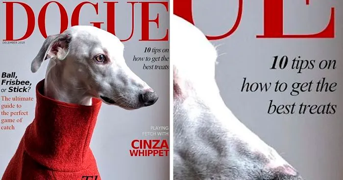 People Are Creating 'Dogue' Covers By Editing Their Dogs Into Them (30 Pics)