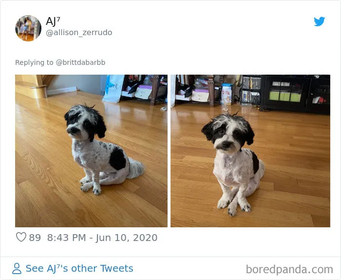 La gente comparte divertidas fotos de sus mascotas sentándose de forma muy rara (30 fotos)