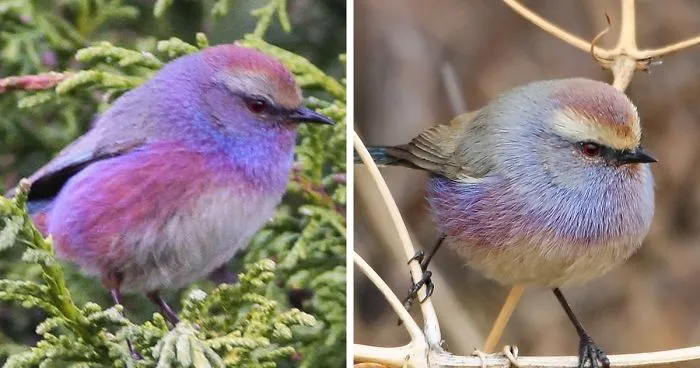 This Rainbow Bird Is Called The White-Browed Tit-Warbler And That Might Be The Silliest Name You've Heard