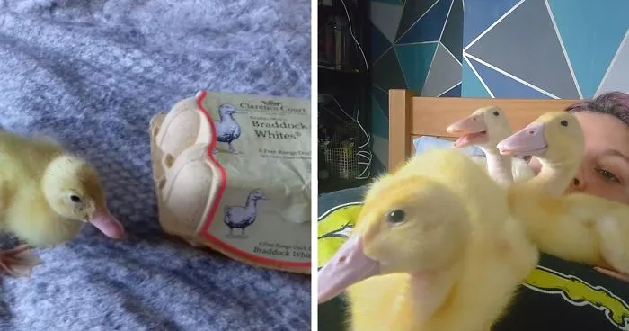 Woman Hatches 3 Cute Ducklings From Supermarket Eggs