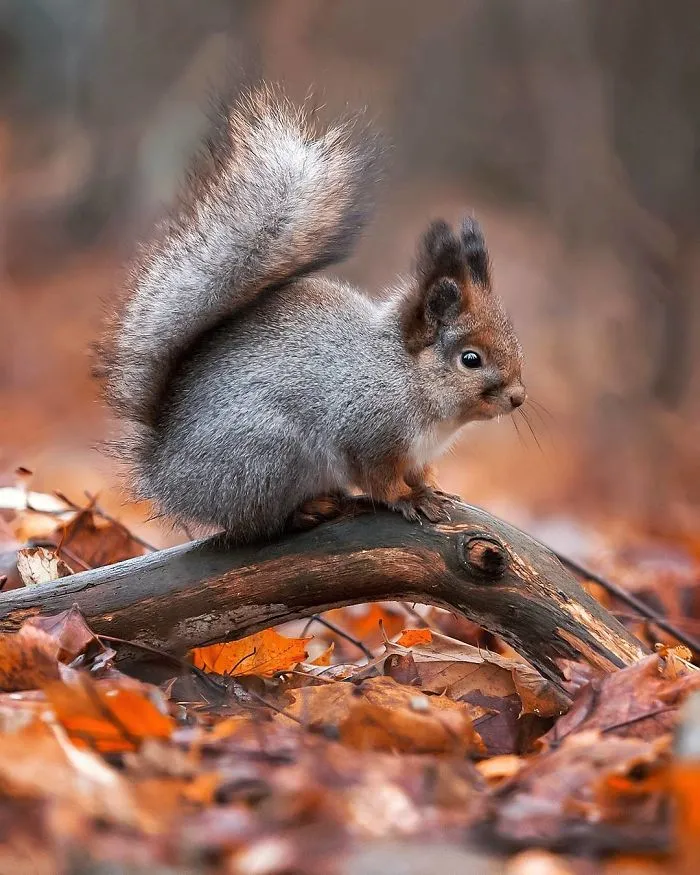 Finnish Photographer Captures Baby Animals Having Fun And Making Funny Expressions (30 Pics)