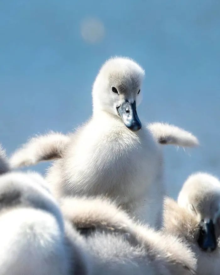 Finnish Photographer Captures Baby Animals Having Fun And Making Funny Expressions (30 Pics)