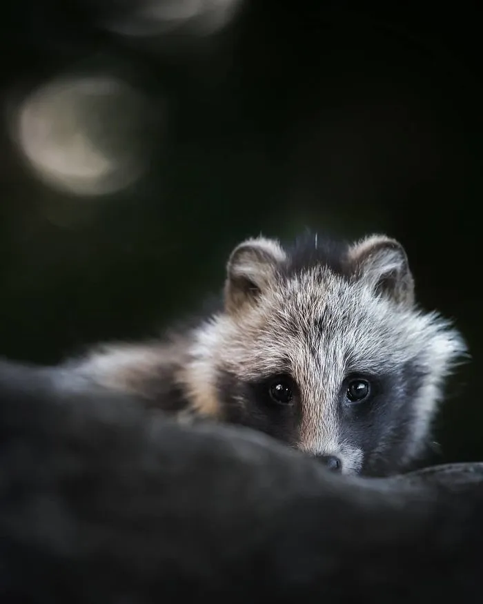 Finnish Photographer Captures Baby Animals Having Fun And Making Funny Expressions (30 Pics)