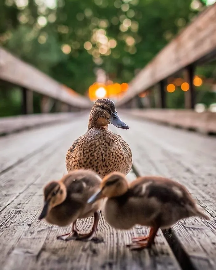 Finnish Photographer Captures Baby Animals Having Fun And Making Funny Expressions (30 Pics)