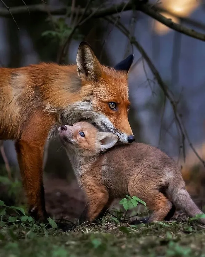 Finnish Photographer Captures Baby Animals Having Fun And Making Funny Expressions (30 Pics)