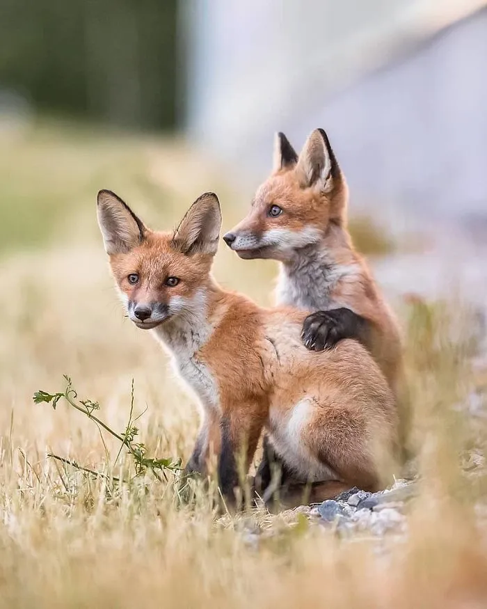 Finnish Photographer Captures Baby Animals Having Fun And Making Funny Expressions (30 Pics)