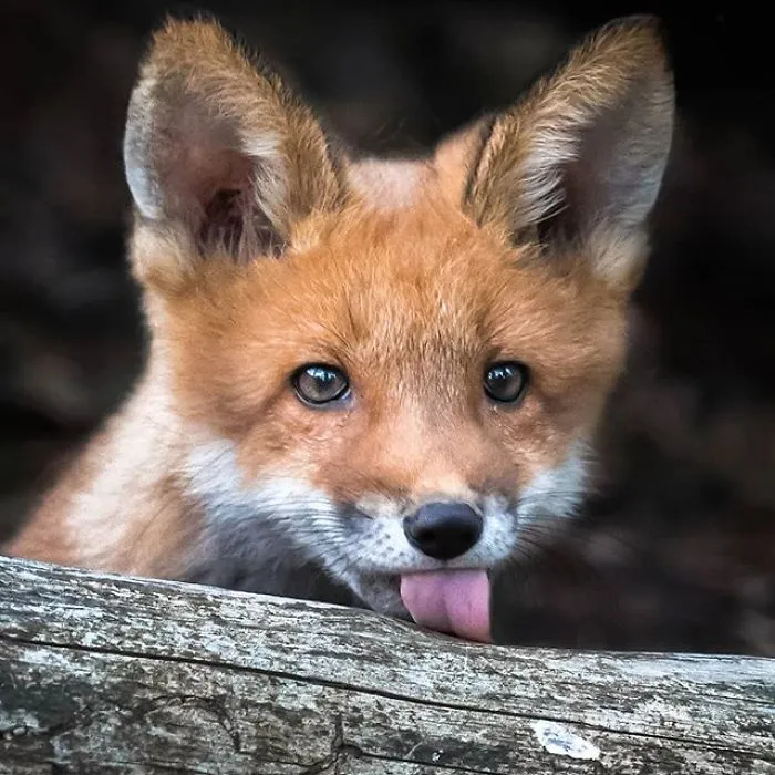 Finnish Photographer Captures Baby Animals Having Fun And Making Funny Expressions (30 Pics)