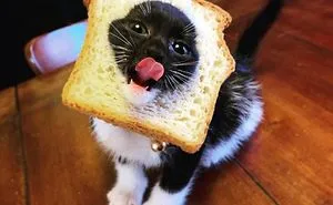 The Internet Is Loving 'Inbread' Animals And Here Are The 30 Funniest Ones