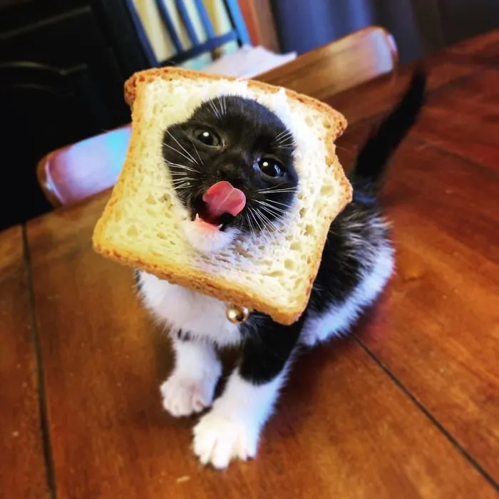 I Ate Toast. I Got Stuck In Toast