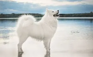 I Capture Magical Photographs Of My Fluffy Dog In Nature (29 Pics)