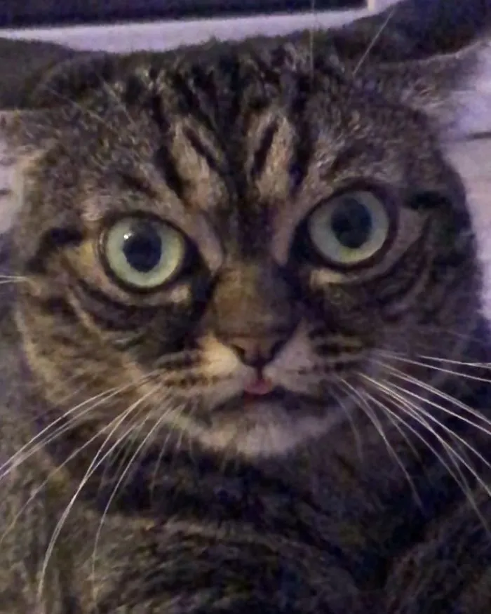 Meet The New Grumpy Cat Called Kitzia That Looks Even Angrier Than Her Late Predecessor