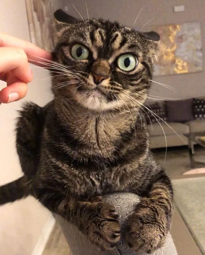 El nuevo gato gruñón se llama Kitzia y tiene un aspecto aún más cabreado que su predecesor