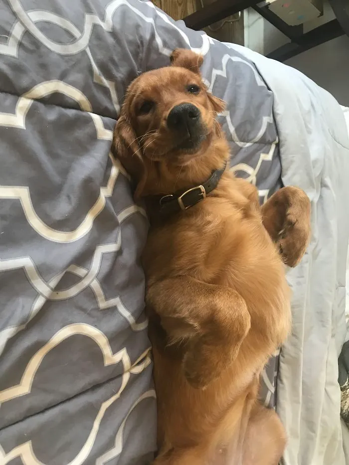 Such A Derp