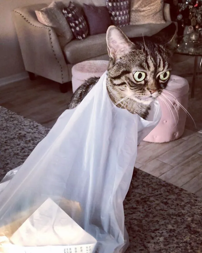 Meet The New Grumpy Cat Called Kitzia That Looks Even Angrier Than Her Late Predecessor