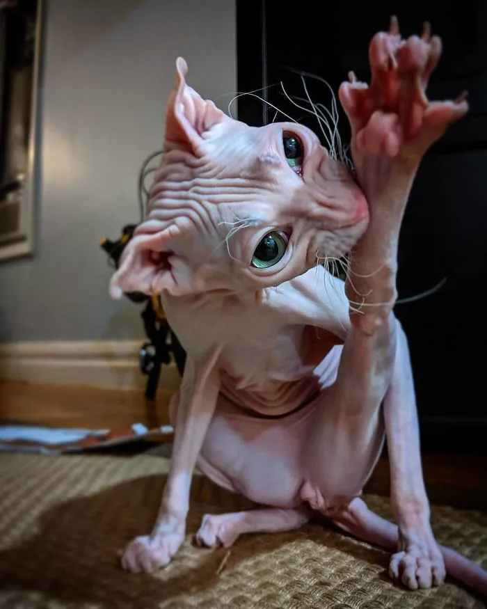 Hooman Dare Wash My Toebeans. No One Touches Dis Dobby's Toebeans