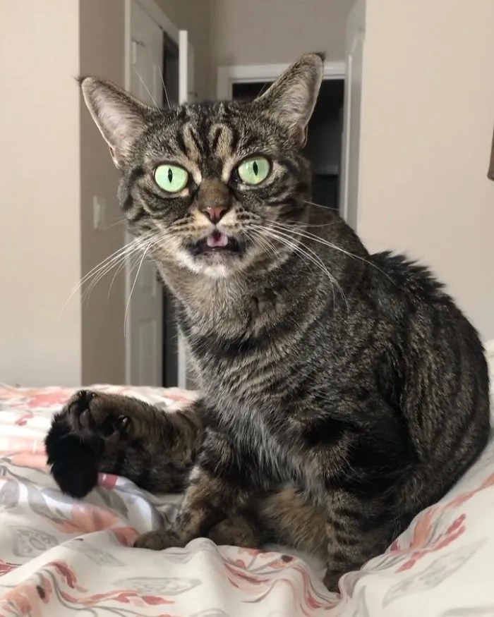 Meet The New Grumpy Cat Called Kitzia That Looks Even Angrier Than Her Late Predecessor