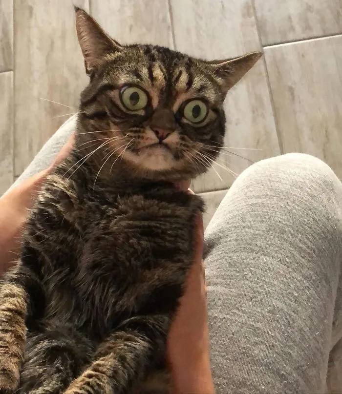 Meet The New Grumpy Cat Called Kitzia That Looks Even Angrier Than Her Late Predecessor