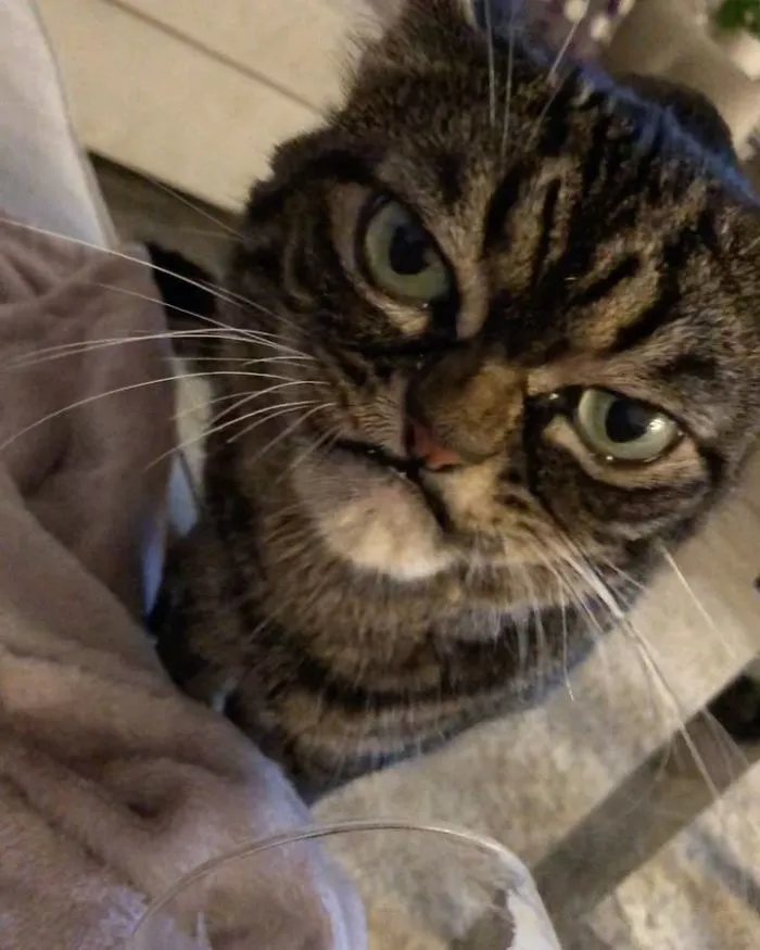 El nuevo gato gruñón se llama Kitzia y tiene un aspecto aún más cabreado que su predecesor