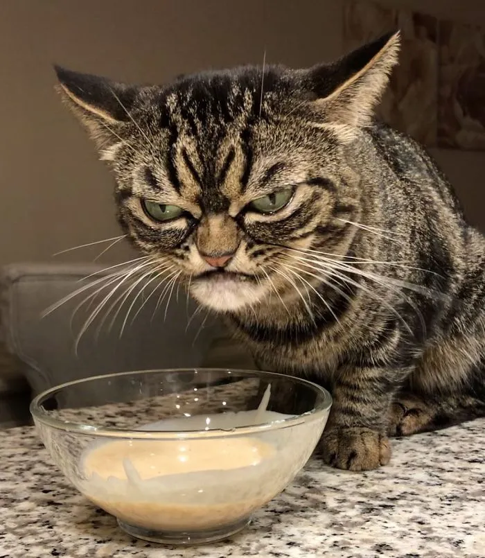 El nuevo gato gruñón se llama Kitzia y tiene un aspecto aún más cabreado que su predecesor