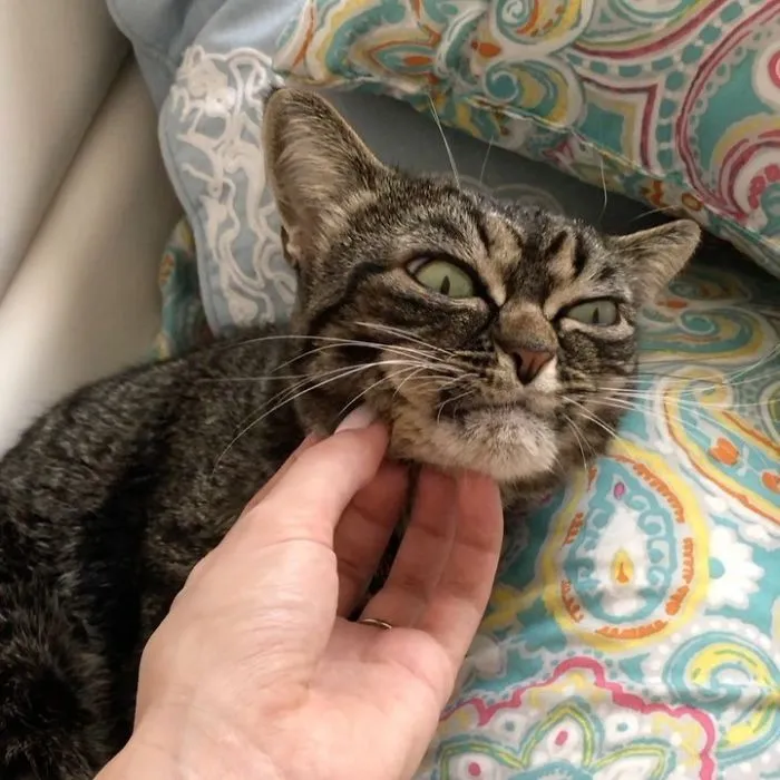 El nuevo gato gruñón se llama Kitzia y tiene un aspecto aún más cabreado que su predecesor