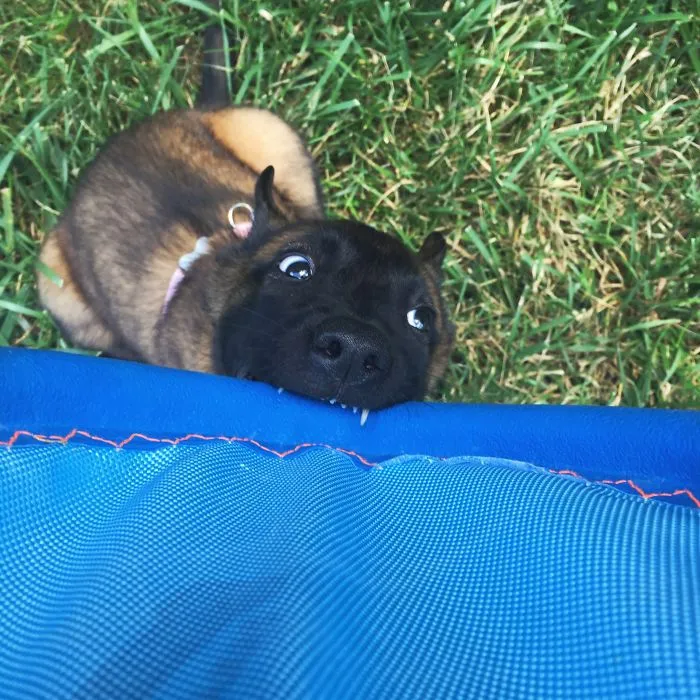 New Puppy’s First Derpy Picture