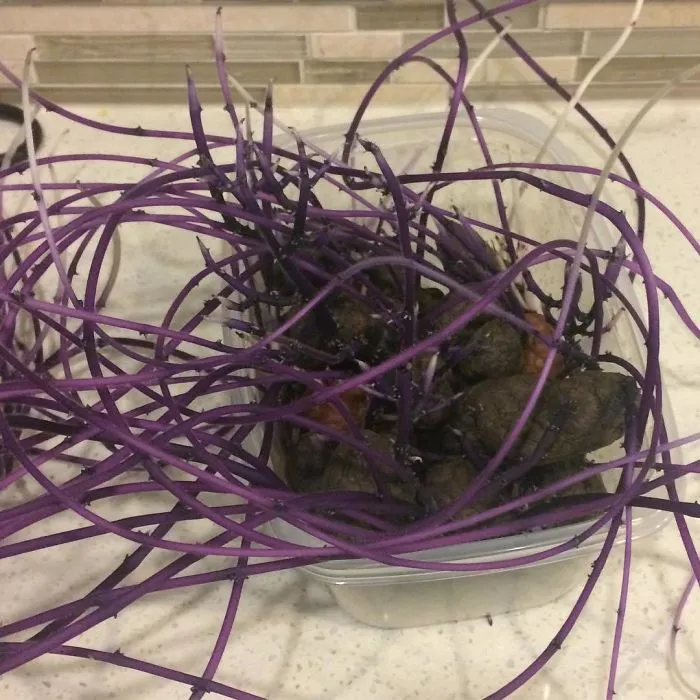 Patatas moradas olvidadas