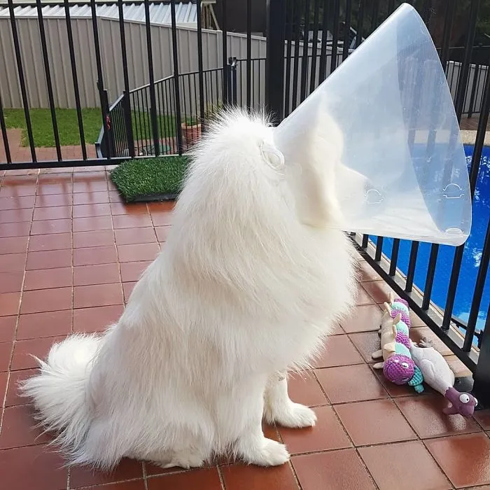 35 Pics Of Pets Not Rocking The Cone Of Shame At All