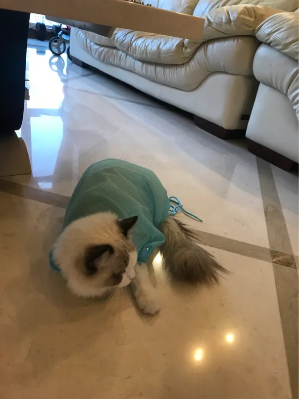 Girl Shows How To Shower Your Cat In Quarantine