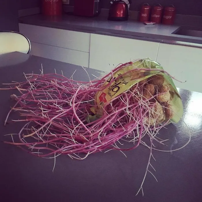 Cuando te vas y 5 meses después te acuerdas de las patatas en la alacena