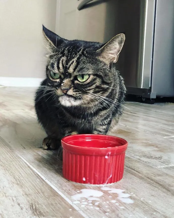 El nuevo gato gruñón se llama Kitzia y tiene un aspecto aún más cabreado que su predecesor