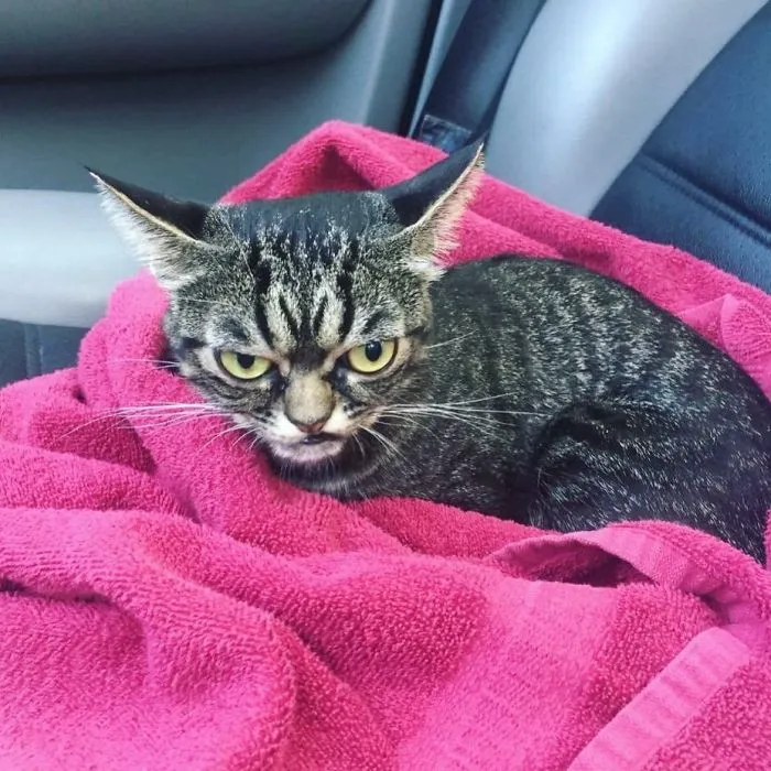 Meet The New Grumpy Cat Called Kitzia That Looks Even Angrier Than Her Late Predecessor