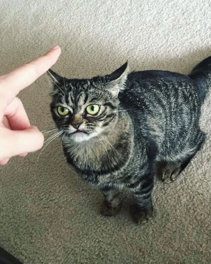 Meet The New Grumpy Cat Called Kitzia That Looks Even Angrier Than Her Late Predecessor