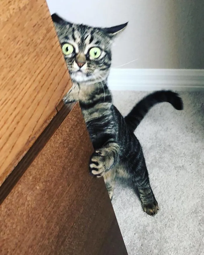 Meet The New Grumpy Cat Called Kitzia That Looks Even Angrier Than Her Late Predecessor
