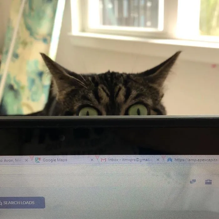 El nuevo gato gruñón se llama Kitzia y tiene un aspecto aún más cabreado que su predecesor