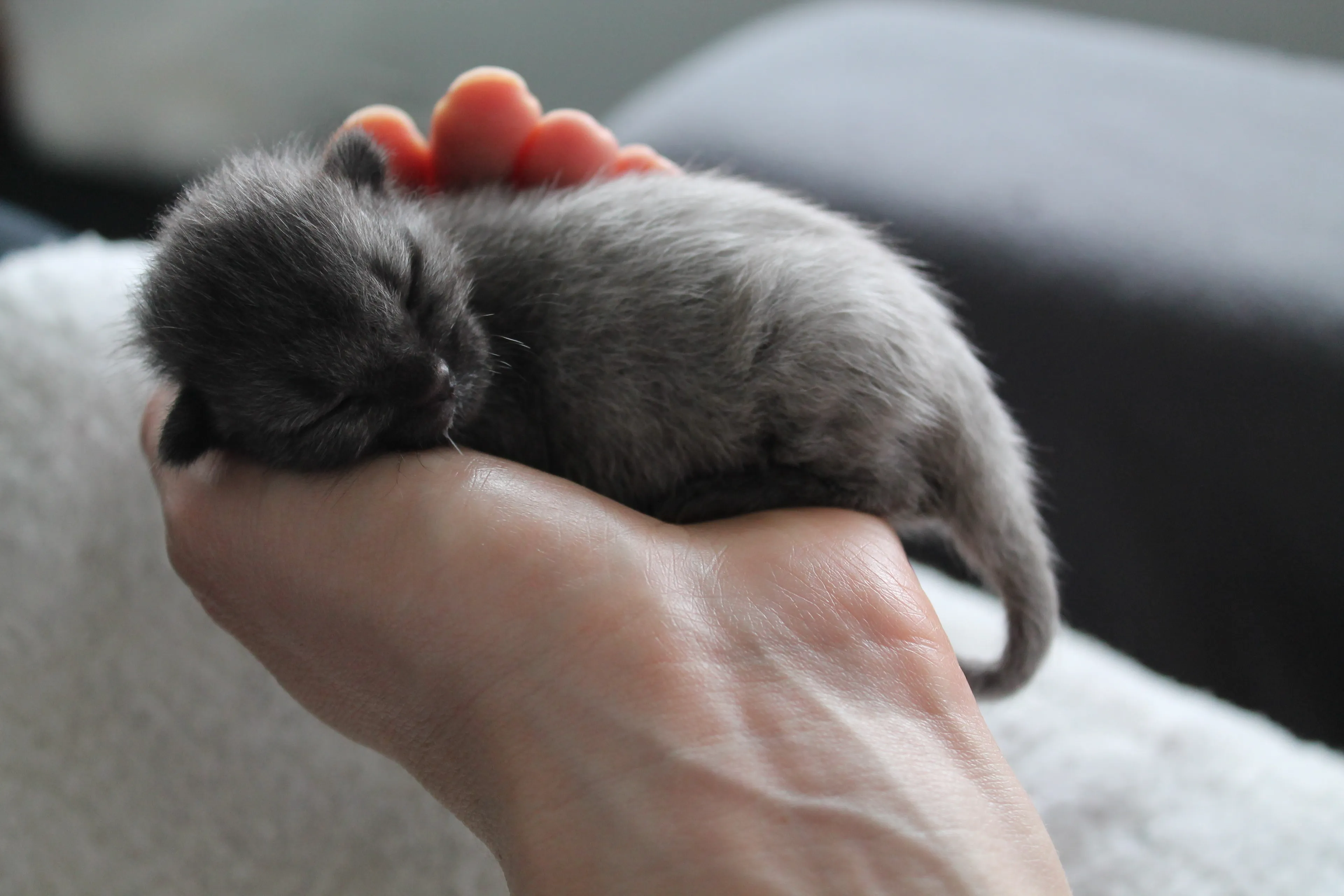 Second Tale For Rescued Kitten