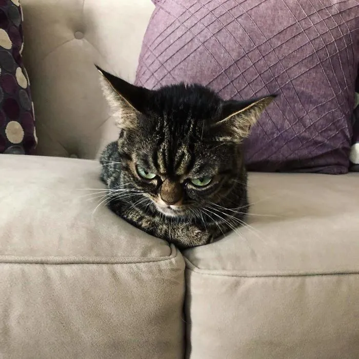 El nuevo gato gruñón se llama Kitzia y tiene un aspecto aún más cabreado que su predecesor